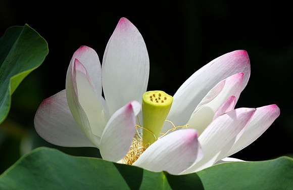 Lotus Blossom