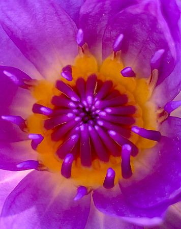 Water Lilly Macro