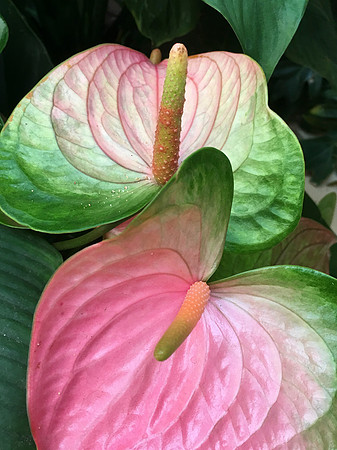 Anthurium
