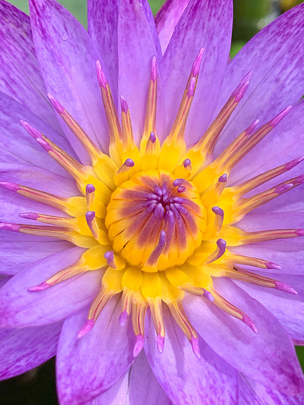 Water Lilly Macro