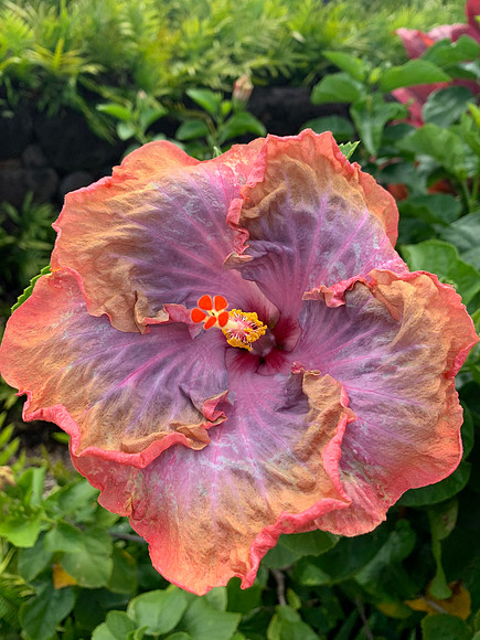 Hibiscus