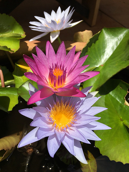 Water Lillies