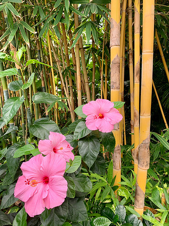 Hibiscus and Bamboo
