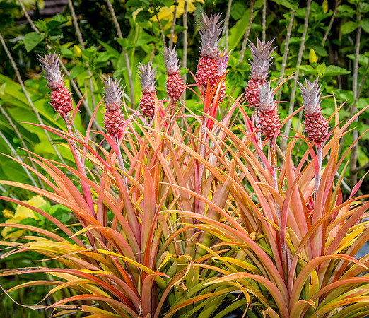 Ornamental Pineapple Plant