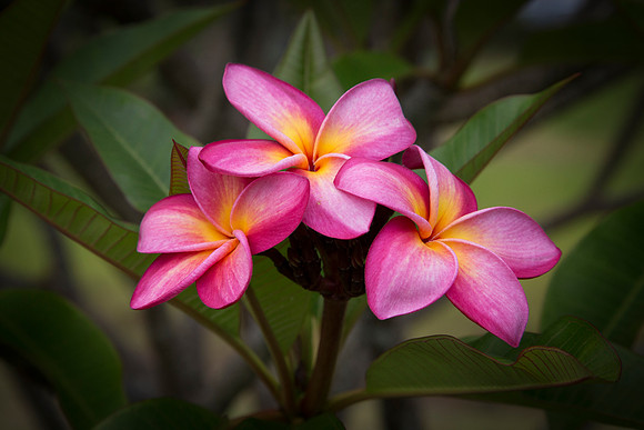 Plumeria