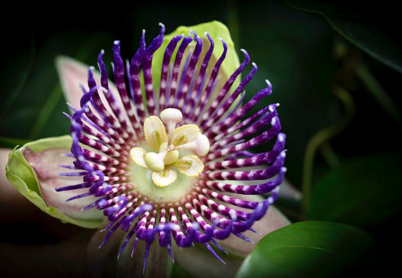 Passion Flower