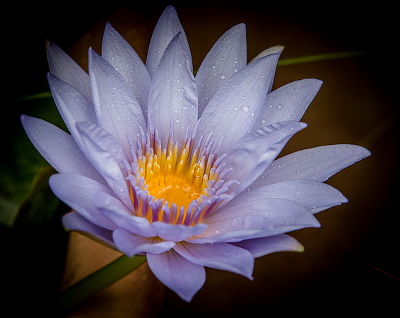 Water Lilly