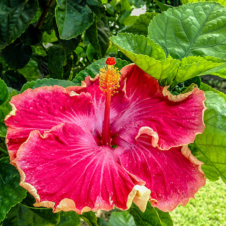 Hibiscus