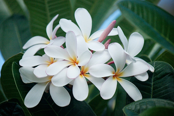 Plumeria