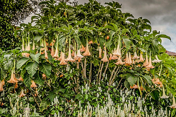 Angel Trumpet