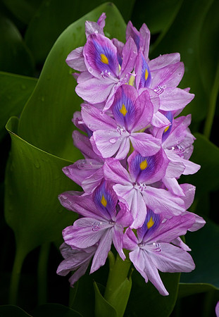 Water Hyacinth