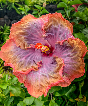 Hibiscus