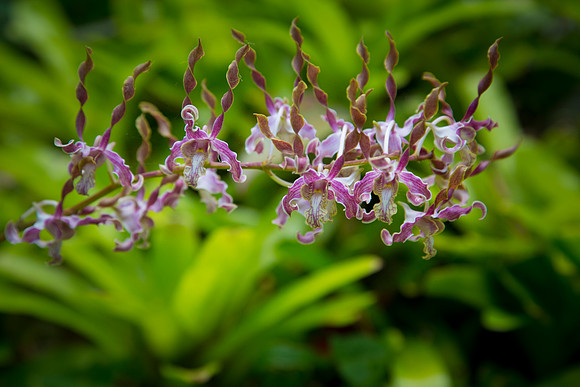 Orchid