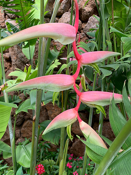 Sexy Pink Heliconia