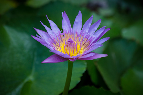 Water Lilly