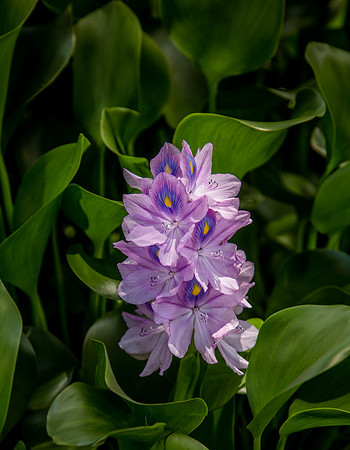 Water Hyacinth