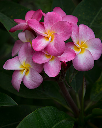 Plumeria