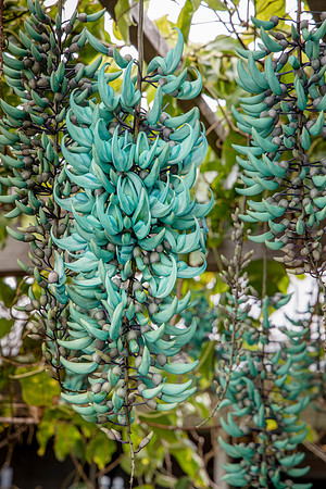 Blue Jade