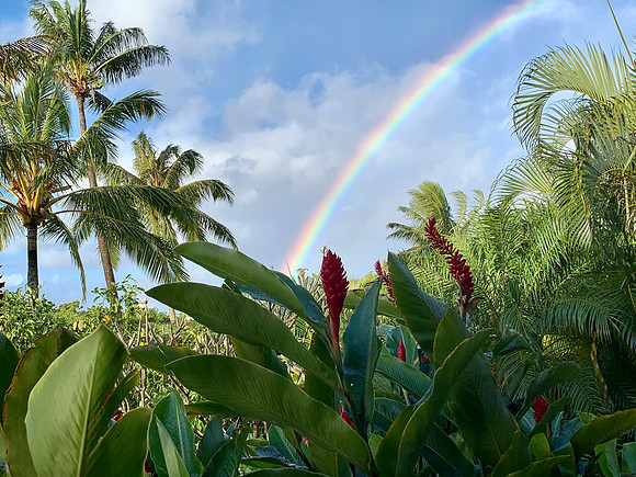 Rainbow in Paradise