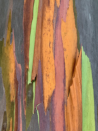 Rainbow Eucalyptus Tree