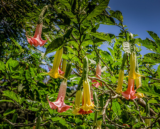 Angel Trumpet