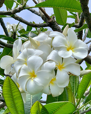 Plumeria