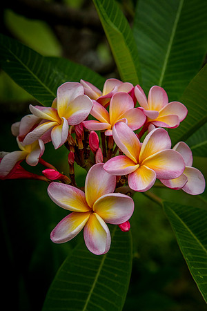 Plumeria