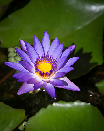 Water Lilly
