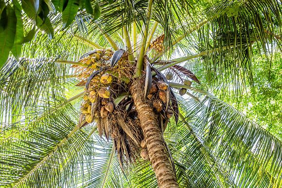 Coconut Tree